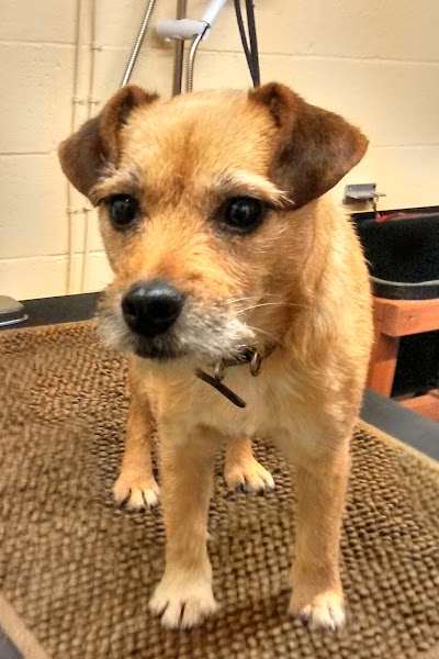 Photo associated with Dogtech Grooming