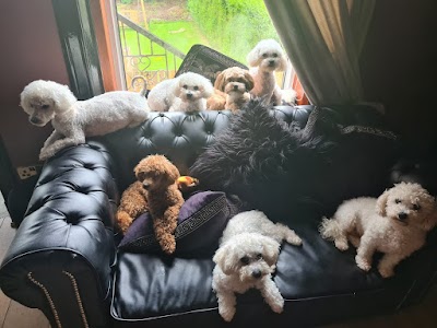 Photo associated with BON DOGGIE