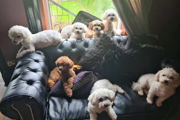 Photo associated with BON DOGGIE