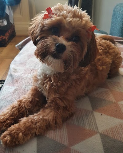 Photo associated with BON DOGGIE