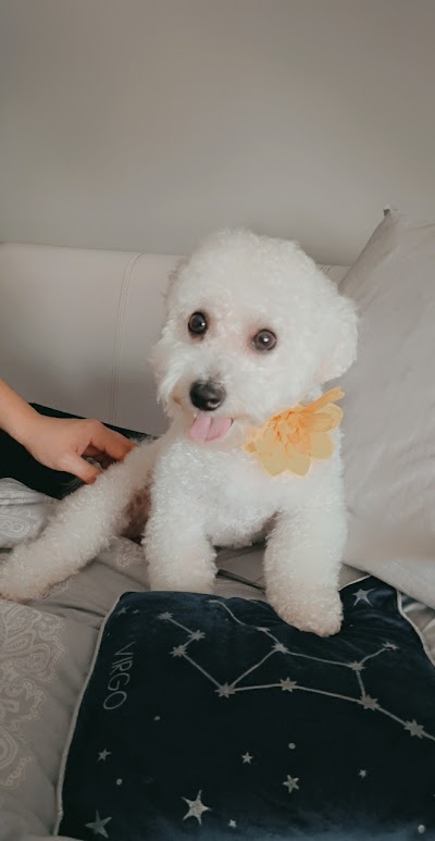Photo associated with BON DOGGIE