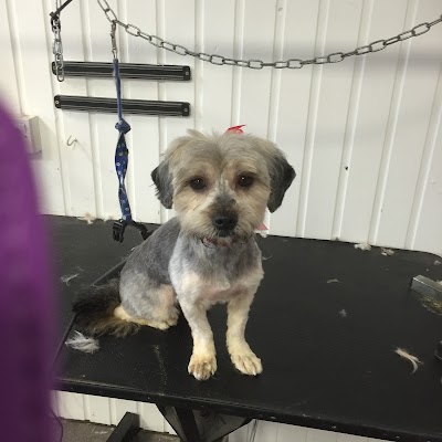 Photo associated with Belfast Dog Groomers