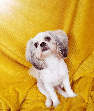 Photo associated with Belfast Dog Groomers