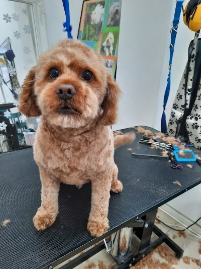 Photo associated with Paws & Bows Dog Grooming
