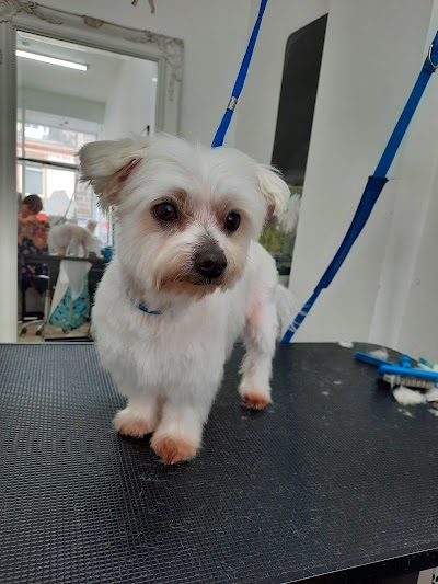 Photo associated with Paws & Bows Dog Grooming