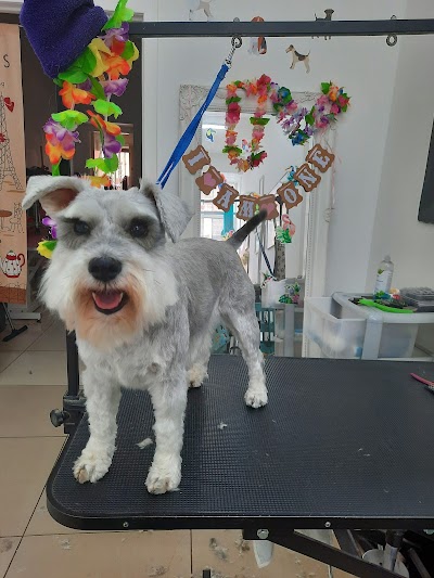 Photo associated with Paws & Bows Dog Grooming