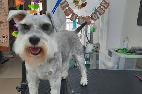 Photo associated with Paws & Bows Dog Grooming