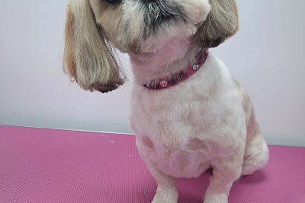 Photo associated with Pet House Groomer