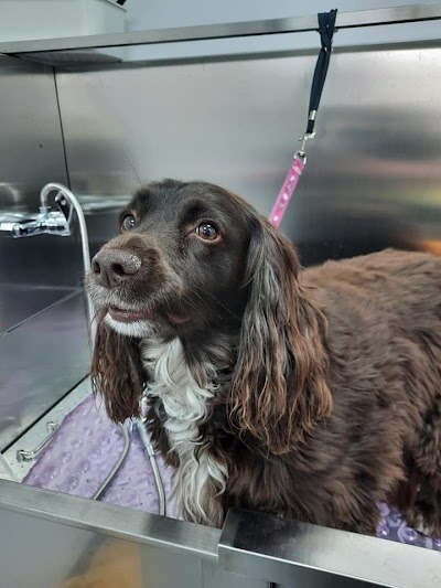 Photo associated with Pet House Groomer