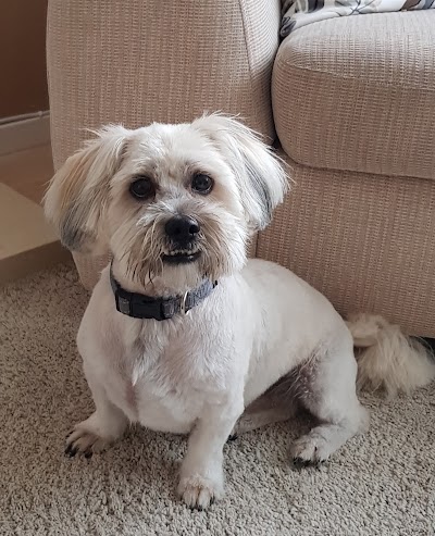 Photo associated with Tillychance Dog Grooming Services