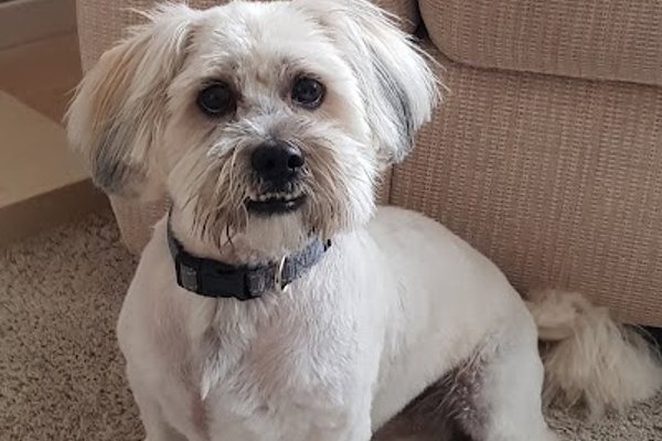 Photo associated with Tillychance Dog Grooming Services