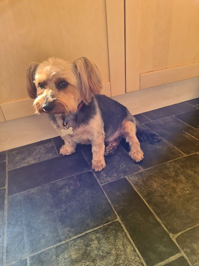 Photo associated with Tillychance Dog Grooming Services