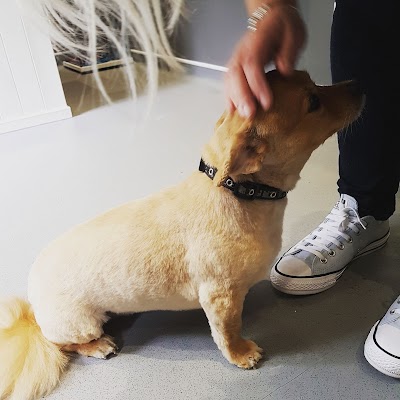 Photo associated with Pampered to Pawfection Dog Spa Ltd