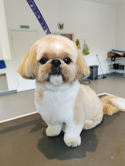 Photo associated with Pampered to Pawfection Dog Spa Ltd