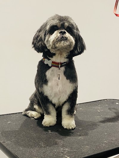Photo associated with Spot On Dog Grooming