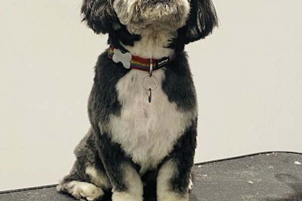 Photo associated with Spot On Dog Grooming