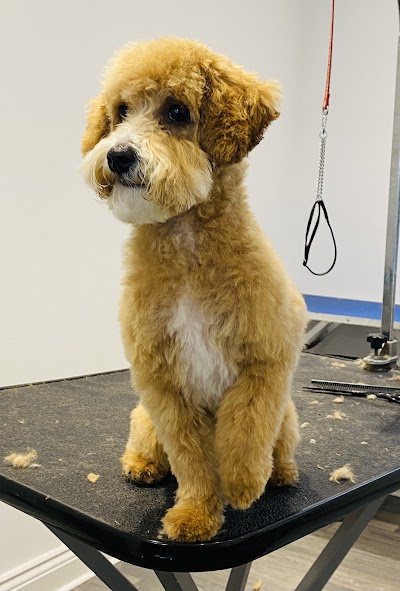 Photo associated with Spot On Dog Grooming