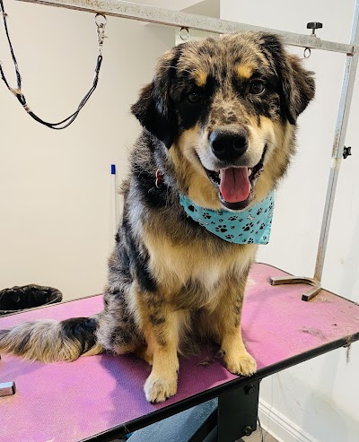 Photo associated with Spot On Dog Grooming