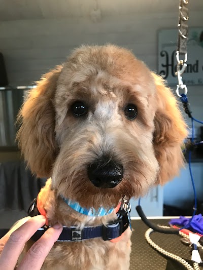 Photo associated with Hound and Barker dog grooming