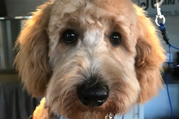 Photo associated with Hound and Barker dog grooming
