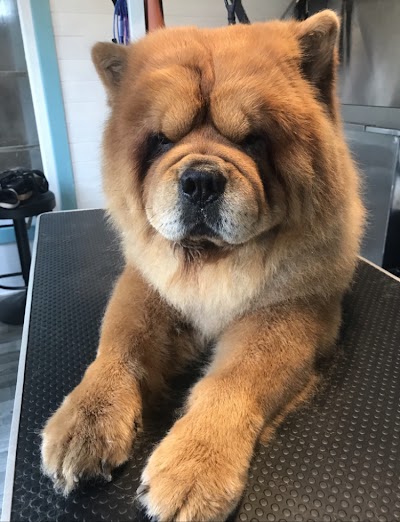 Photo associated with Hound and Barker dog grooming