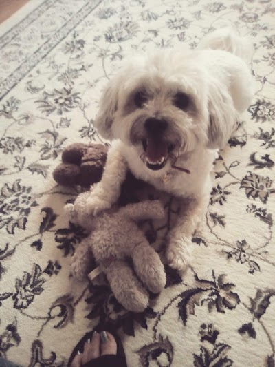 Photo associated with Poochilicious dog grooming