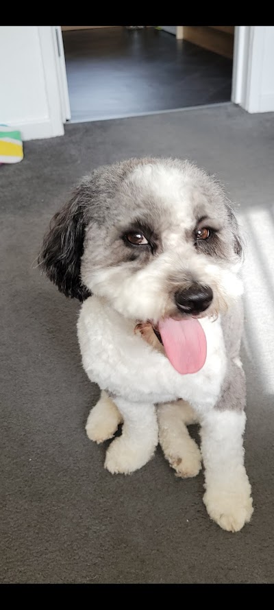 Photo associated with Poochilicious dog grooming