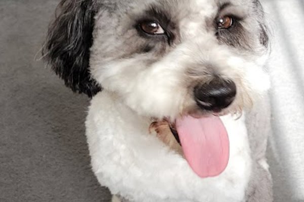 Photo associated with Poochilicious dog grooming