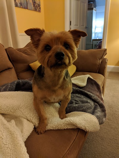 Photo associated with Poochilicious dog grooming