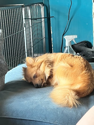 Photo associated with Albachi Dog Grooming, Scanning & Chipping