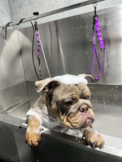 Photo associated with Albachi Dog Grooming, Scanning & Chipping