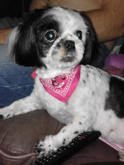 Photo associated with Doggies - Mobile Dog Grooming