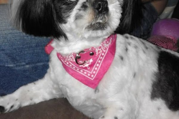 Photo associated with Doggies - Mobile Dog Grooming