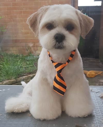 Photo associated with Brontay Dog Grooming