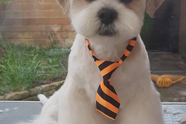 Photo associated with Brontay Dog Grooming