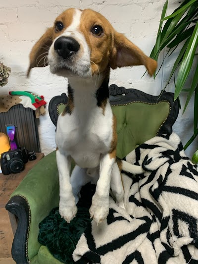 Photo associated with Boneyard Dog Groomers