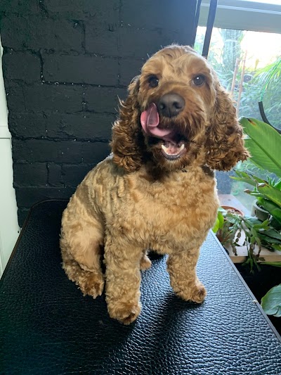 Photo associated with Boneyard Dog Groomers