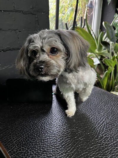 Photo associated with Boneyard Dog Groomers
