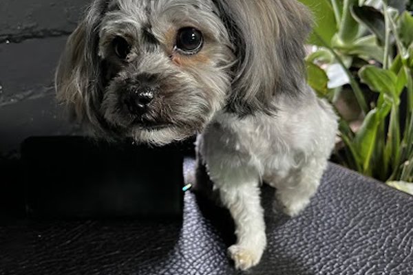 Photo associated with Boneyard Dog Groomers