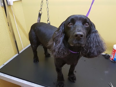 Photo associated with Saltwell Bark Dog Groomers