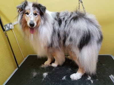 Photo associated with Saltwell Bark Dog Groomers