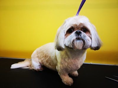 Photo associated with Saltwell Bark Dog Groomers