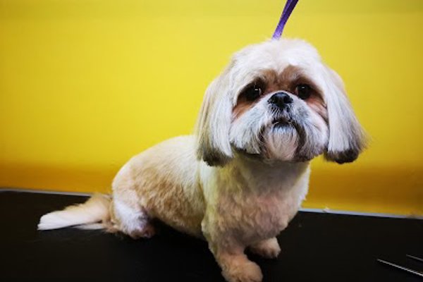 Photo associated with Saltwell Bark Dog Groomers