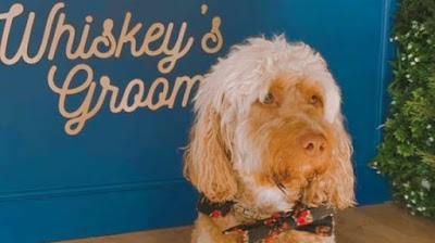 Photo associated with Whiskey's Spa and Grooming Highbury