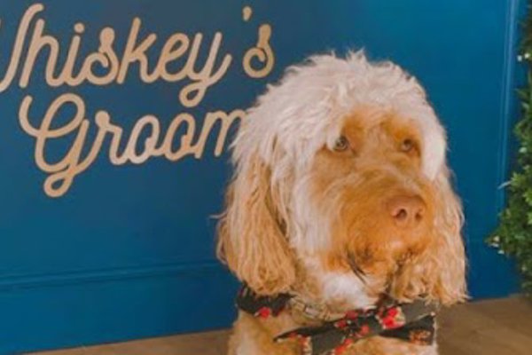 Photo associated with Whiskey's Spa and Grooming Highbury