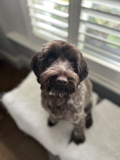 Photo associated with Whiskey's Spa and Grooming Highbury