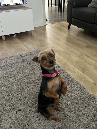 Photo associated with Laura's Dog Grooming