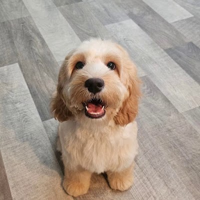 Photo associated with Laura's Dog Grooming