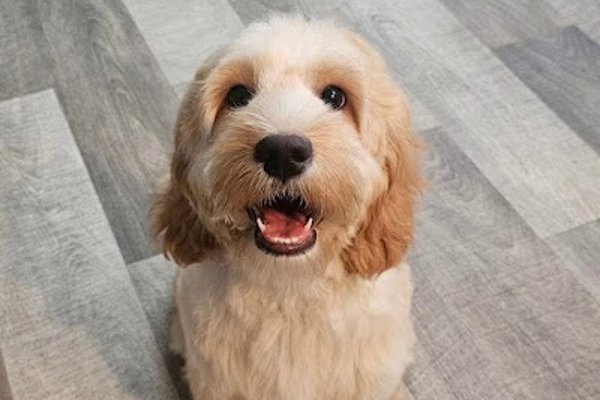 Photo associated with Laura's Dog Grooming