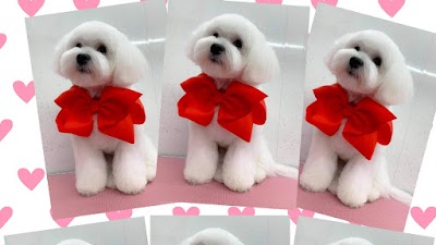 Photo associated with Christines Dog Grooming